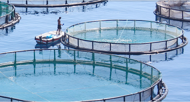 Máy tạo khí oxy Oxymat cho nuôi trồng thủy sản, trang trại cá và bể cá